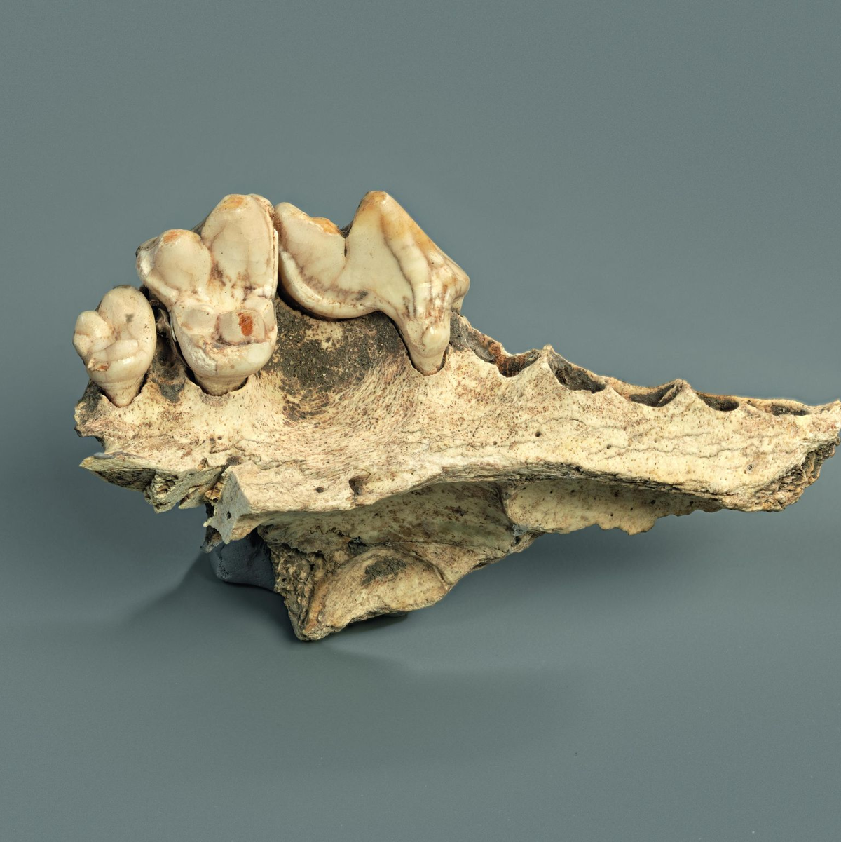 Bei manchen Überresten war bisher nicht eindeutig, ob sie von Hunden stammen.  - Foto: Ivan Ivic/Cantonal Archaeological Service (KASH) of Schaffhausen/dpa