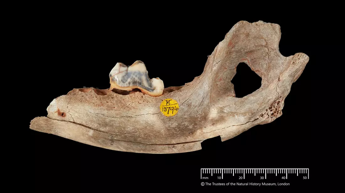 Der älteste genetische Nachweis stammt den neuen Analysen zufolge von einem Hund, der vor 15.800 Jahren lebte.  - Bild: -/Trustees of the Natural History Museum/dpa