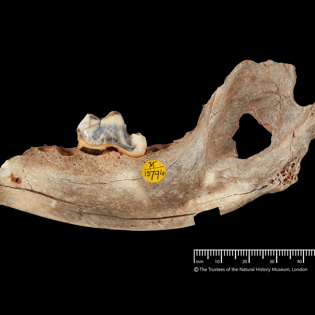 Der älteste genetische Nachweis stammt den neuen Analysen zufolge von einem Hund, der vor 15.800 Jahren lebte.  - Foto: -/Trustees of the Natural History Museum/dpa