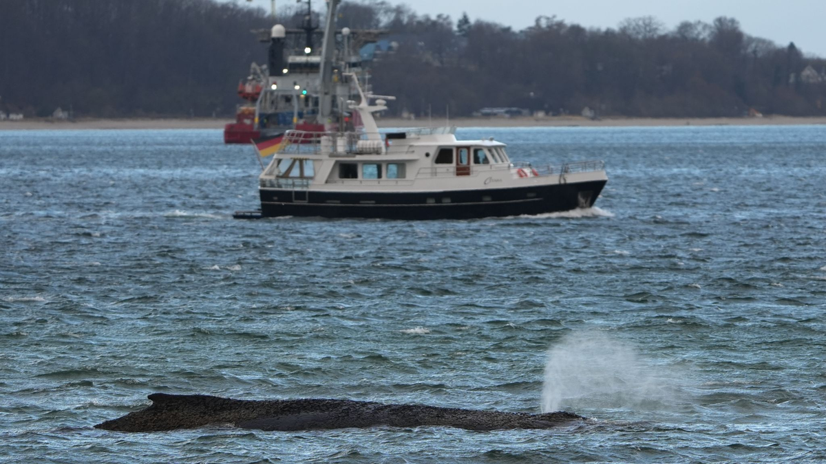 Ein größerer Saugbagger wird demnächst vor Ort erwartet. - Foto: Marcus Brandt/dpa