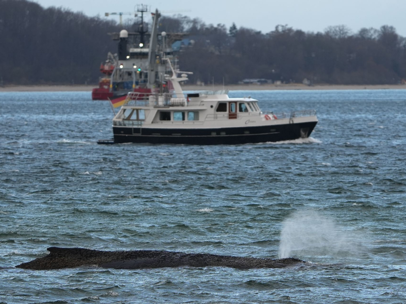 Ein größerer Saugbagger wird demnächst vor Ort erwartet. - Foto: Marcus Brandt/dpa