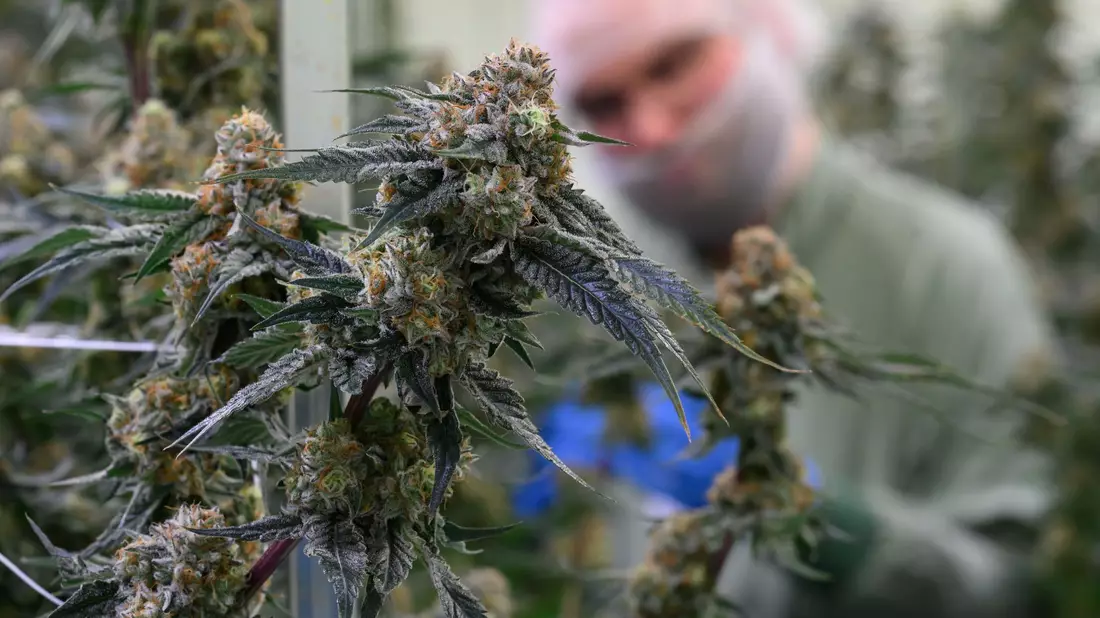 Seit 2017 kann medizinisches Cannabis in Deutschland legal verschrieben werden. (Symbolbild) - Bild: Hendrik Schmidt/dpa
