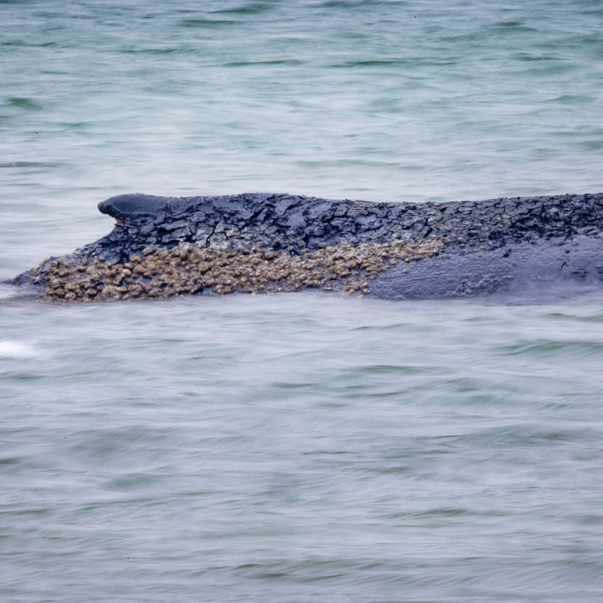 Auch der Gesundheitszustand des Wales soll untersucht werden (Archivbild). - Foto: Jens Büttner/dpa