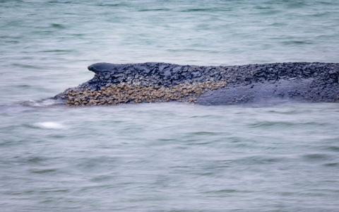 Auch der Gesundheitszustand des Wales soll untersucht werden (Archivbild). - Foto: Jens Büttner/dpa