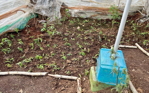 POL-REK: 260326-1: Cannabisplantage in Waldgebiet gefunden - Zeugensuche - Foto: presseportal.de