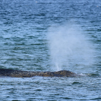 Der Buckelwal war Montagmorgen auf der Sandbank entdeckt worden. - Foto: Daniel Bockwoldt/dpa