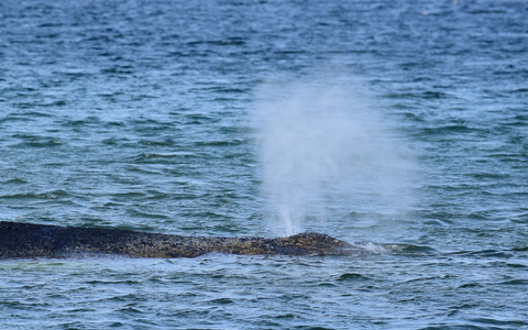 Der Buckelwal war Montagmorgen auf der Sandbank entdeckt worden. - Foto: Daniel Bockwoldt/dpa