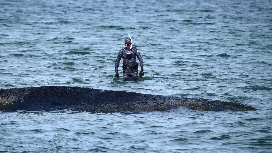 Der Taucher kann neben dem gestrandeten Buckelwal stehen. - Bild: Daniel Bockwoldt/dpa