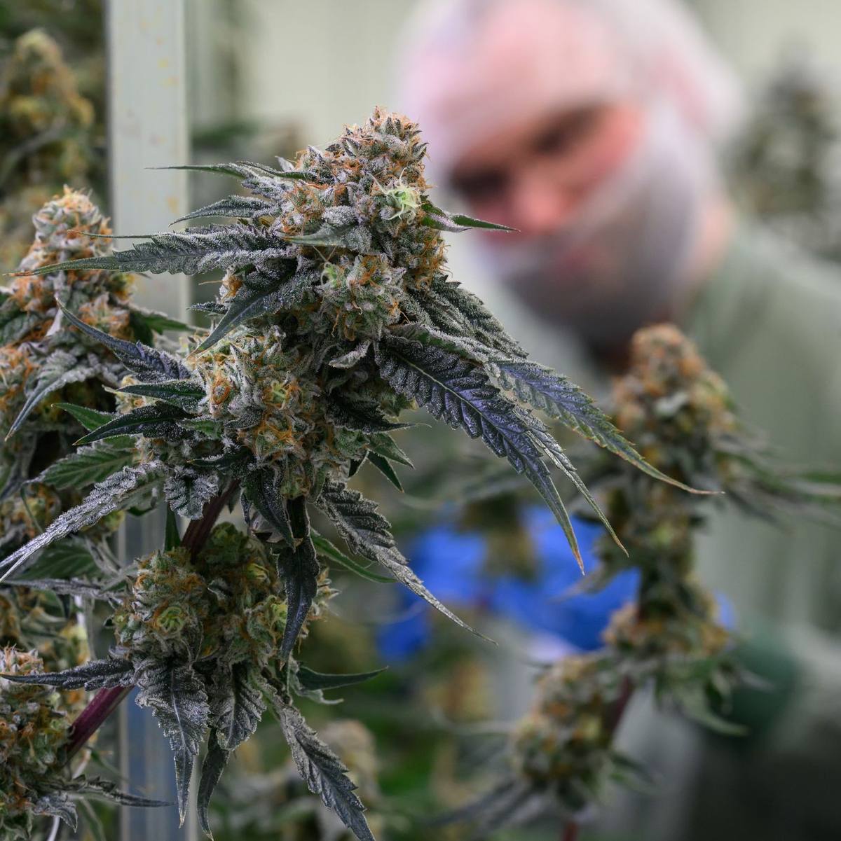 Seit 2017 kann medizinisches Cannabis in Deutschland legal verschrieben werden. (Symbolbild) - Foto: Hendrik Schmidt/dpa