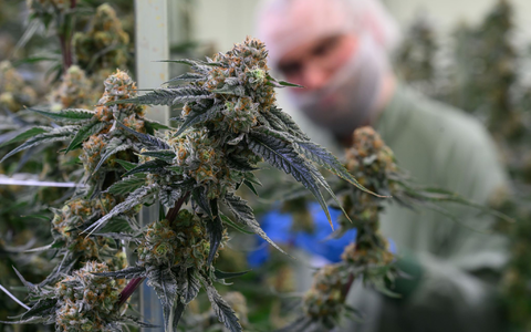 Seit 2017 kann medizinisches Cannabis in Deutschland legal verschrieben werden. (Symbolbild) - Foto: Hendrik Schmidt/dpa