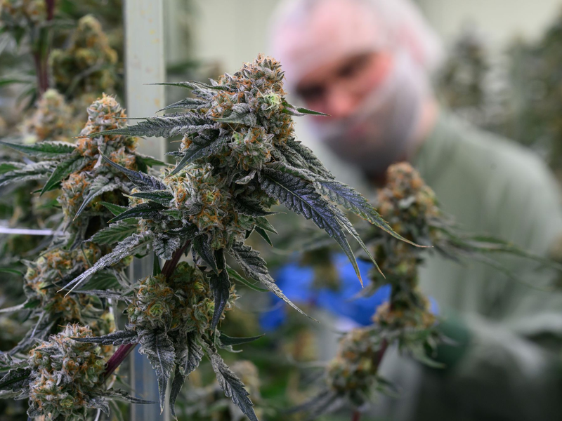 Seit 2017 kann medizinisches Cannabis in Deutschland legal verschrieben werden. (Symbolbild) - Foto: Hendrik Schmidt/dpa