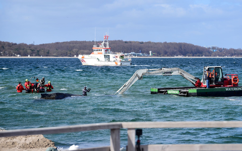 Der Schwimmbagger arbeitet direkt um den gestrandeten Wal herum.  - Foto: Daniel Bockwoldt/dpa