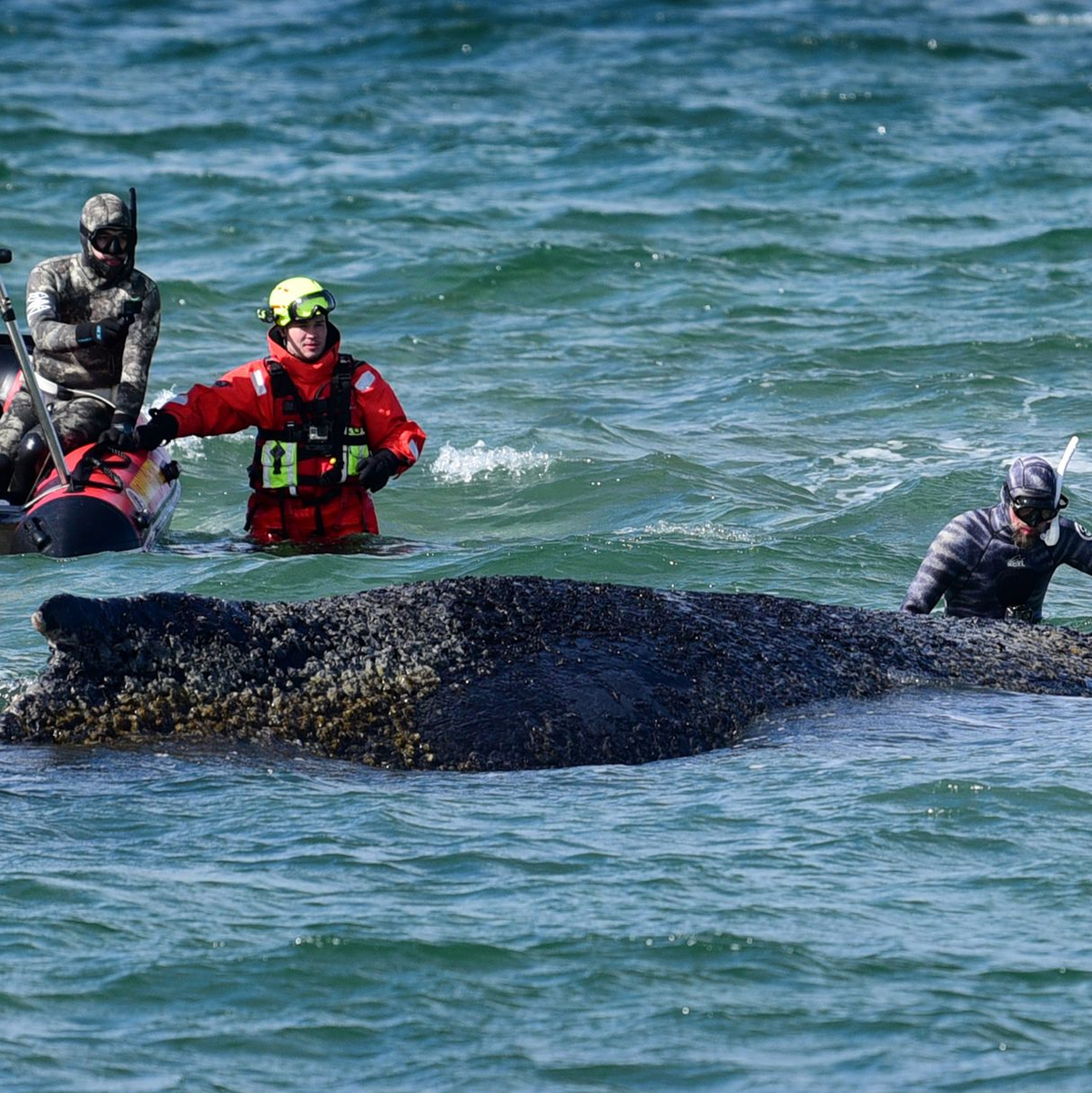 Zwischenzeitlich wurde der Bagger von dem Biologen Robert Marc Lehmann angeleitet. - Foto: Daniel Bockwoldt/dpa