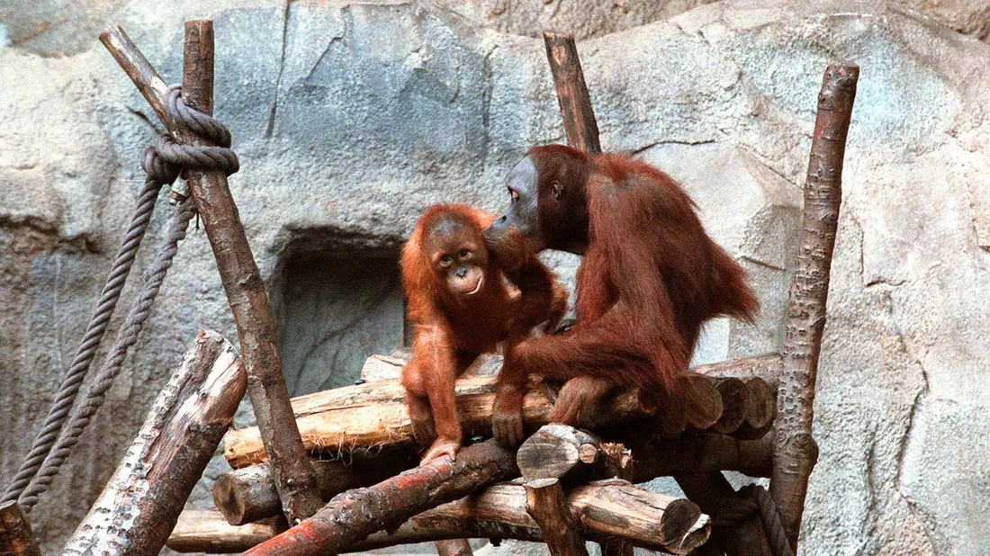 Zoo-Woche im MDR: Spezial zu 25 Jahren Pongoland und dritte Staffel „Elefant, Tiger & Kids“ - Bild: presseportal.de