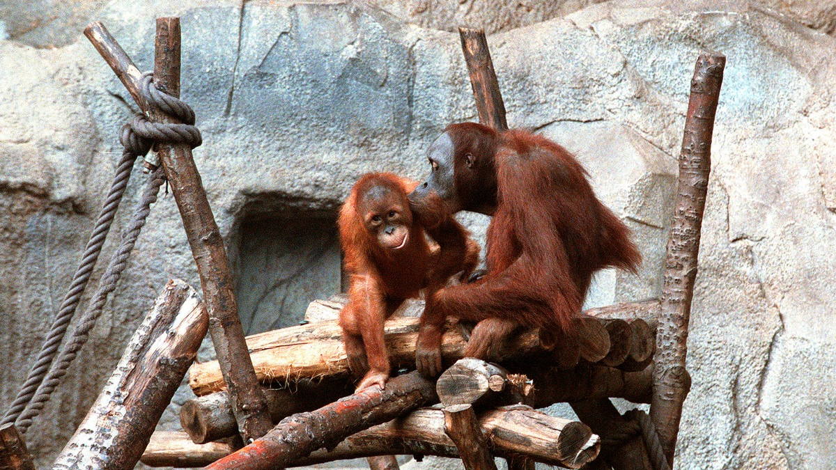 Zoo-Woche im MDR: Spezial zu 25 Jahren Pongoland und dritte Staffel „Elefant, Tiger & Kids“ - Foto: presseportal.de
