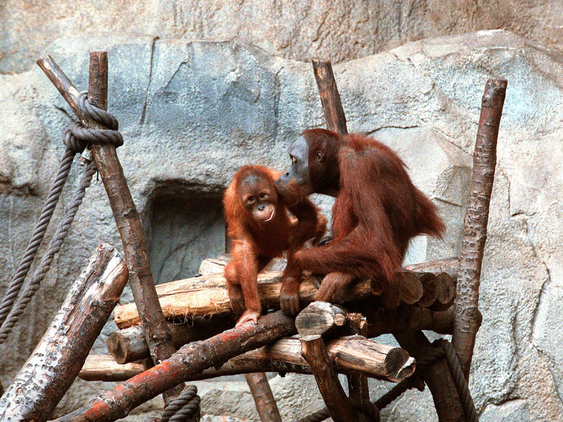 Zoo-Woche im MDR: Spezial zu 25 Jahren Pongoland und dritte Staffel „Elefant, Tiger & Kids“ - Foto: presseportal.de