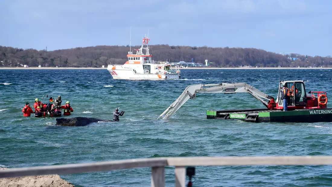 Der Schwimmbagger arbeitet direkt um den gestrandeten Wal herum.  - Bild: Daniel Bockwoldt/dpa