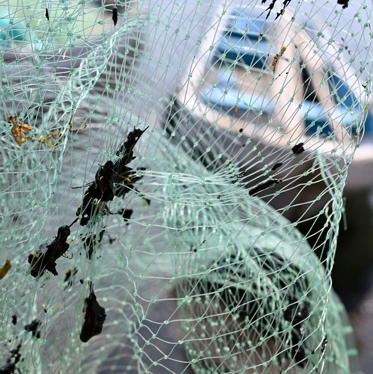 Erdölrückstände haben die Ausrüstung der Fischer verschmutzt, darunter Netze. - Foto: Yahir Ceballos/dpa