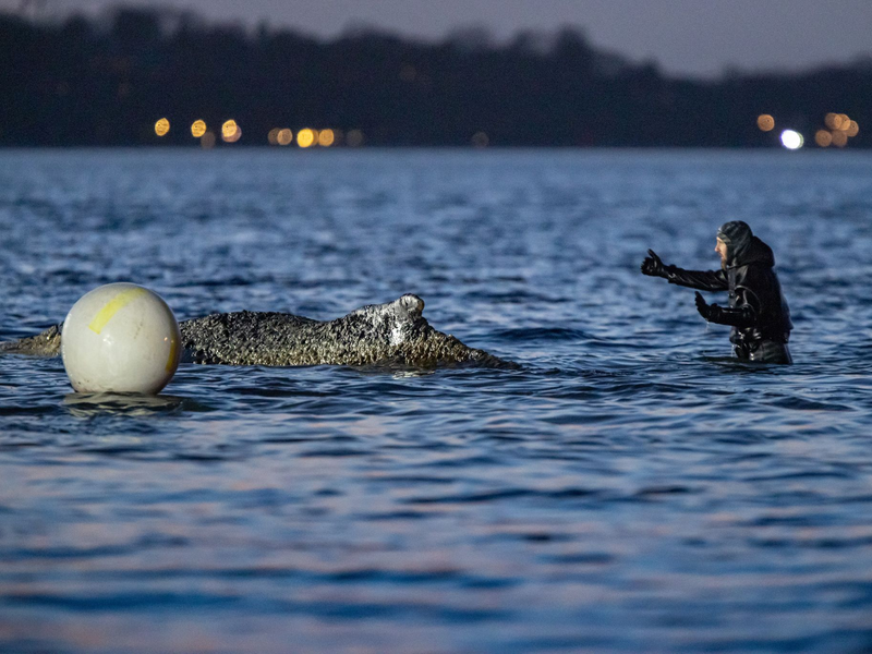 Kommt der Buckelwal am Freitag frei? - Foto: Ulrich Perrey/dpa