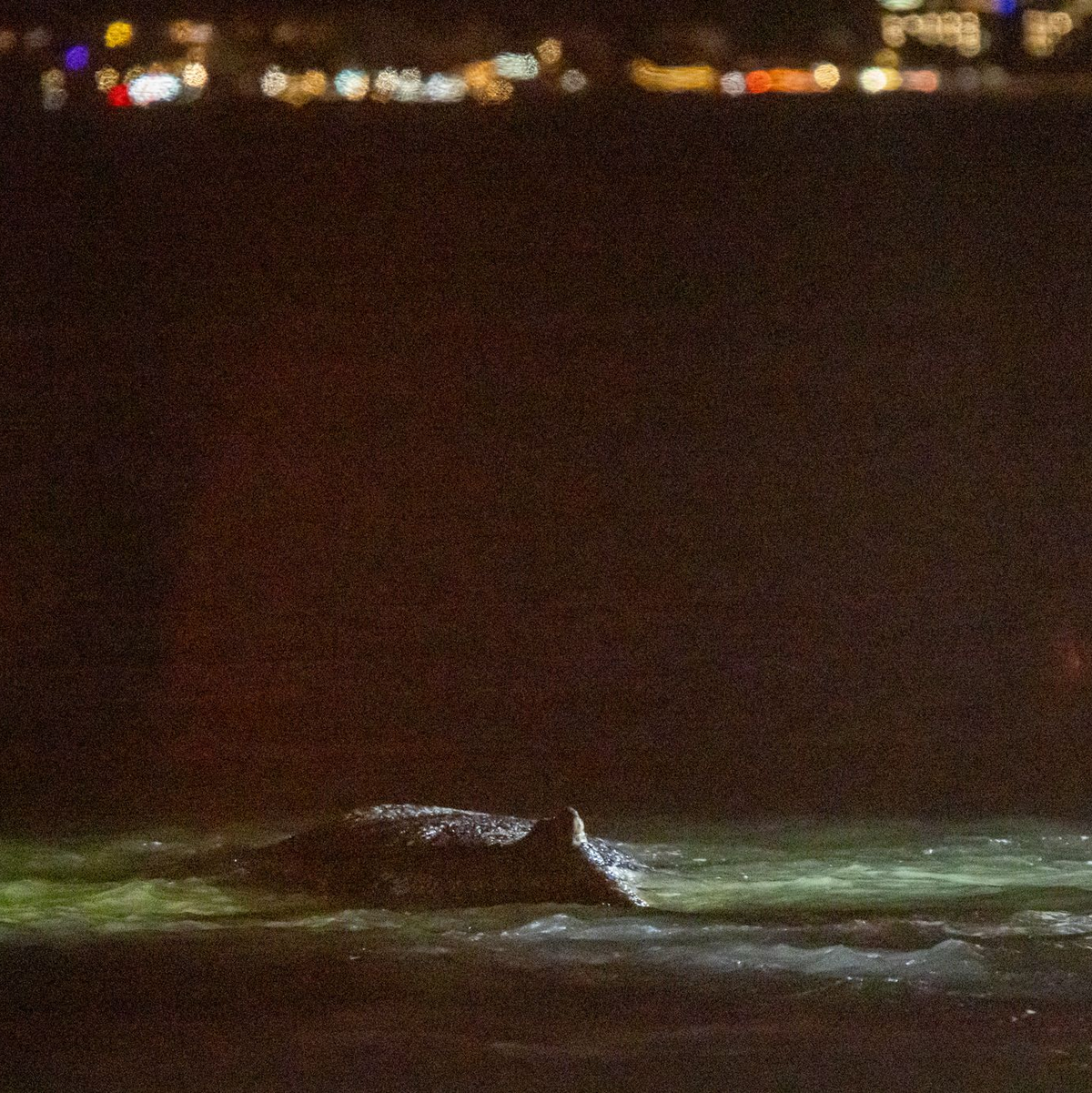 Am Donnerstagabend kam der Wal verstärkt in Bewegung.  - Foto: Ulrich Perrey/dpa