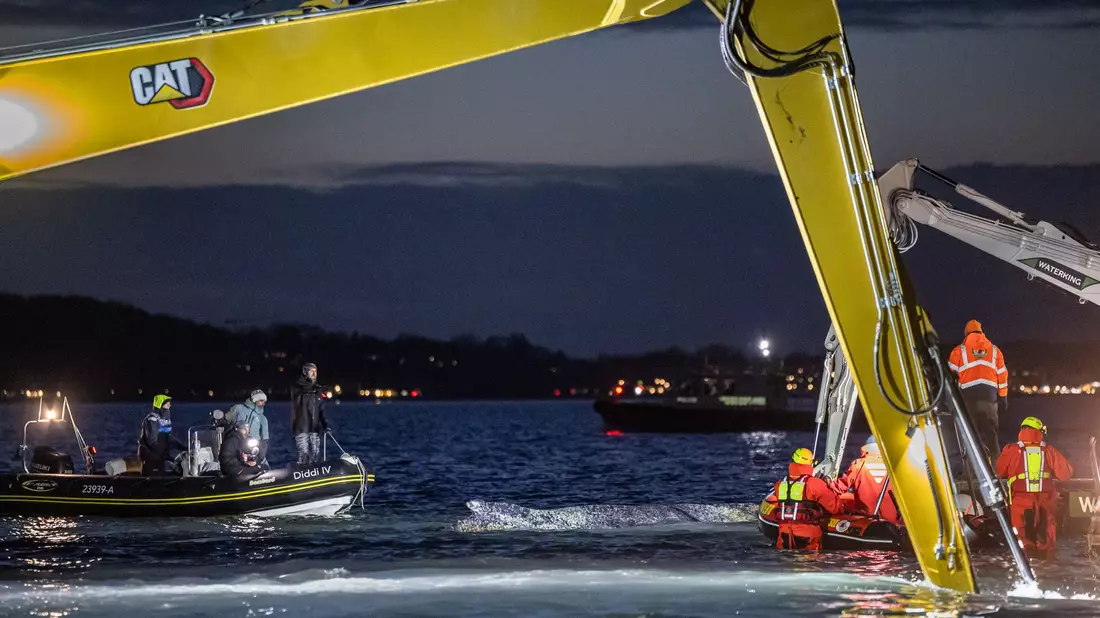 Noch bei Dunkelheit und in Scheinwerferlicht arbeiteten die Helfer an der Befreiung des Meeressäugers. - Bild: Ulrich Perrey/dpa