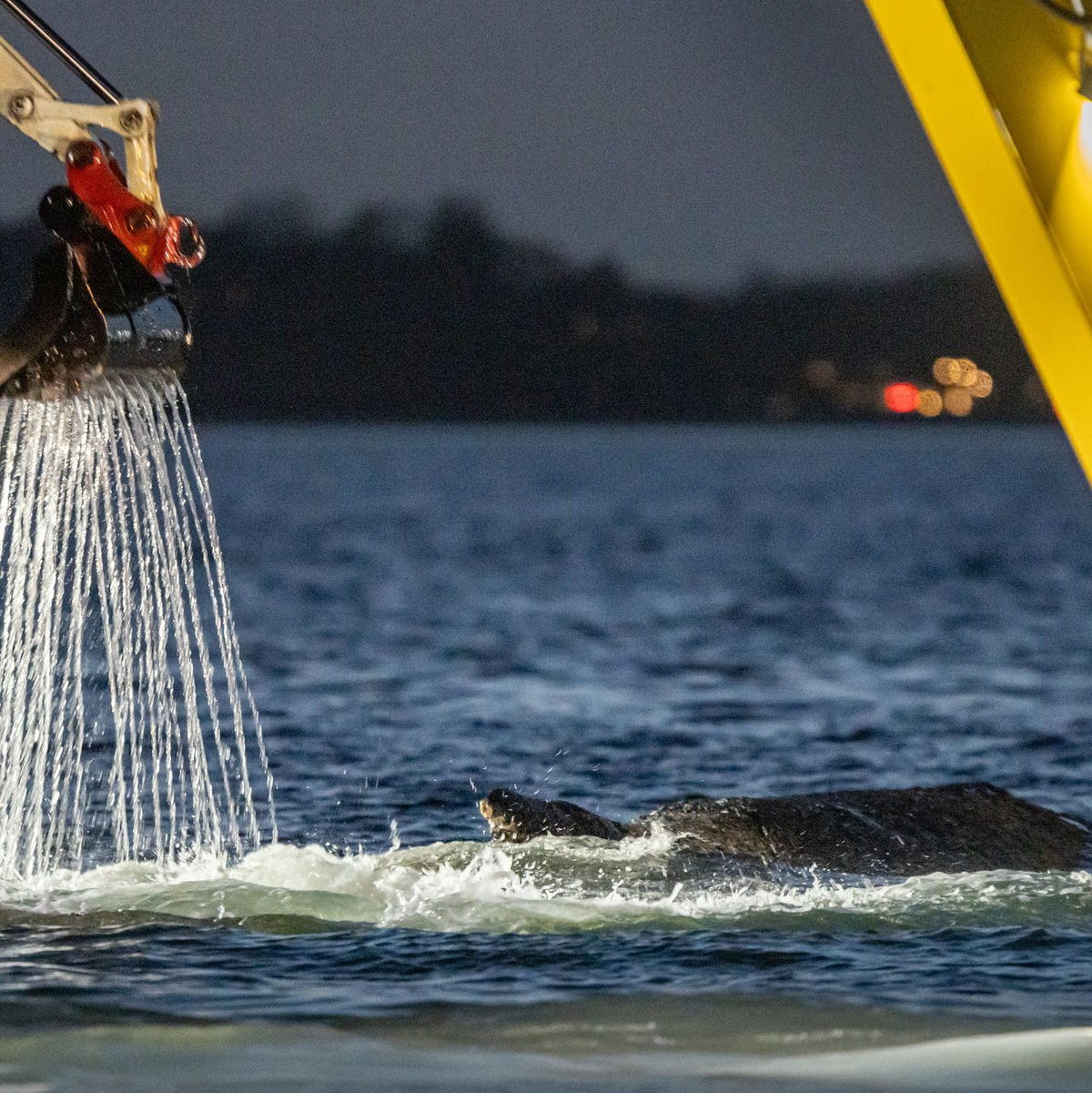 Für die Rettung des Wals war eine Rinne ausgehoben worden. - Foto: Ulrich Perrey/dpa