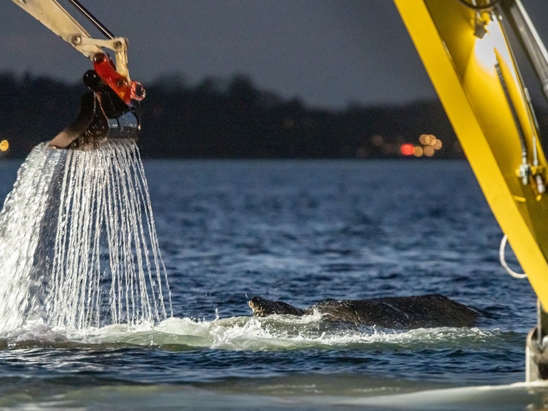 Für die Rettung des Wals war eine Rinne ausgehoben worden. - Foto: Ulrich Perrey/dpa
