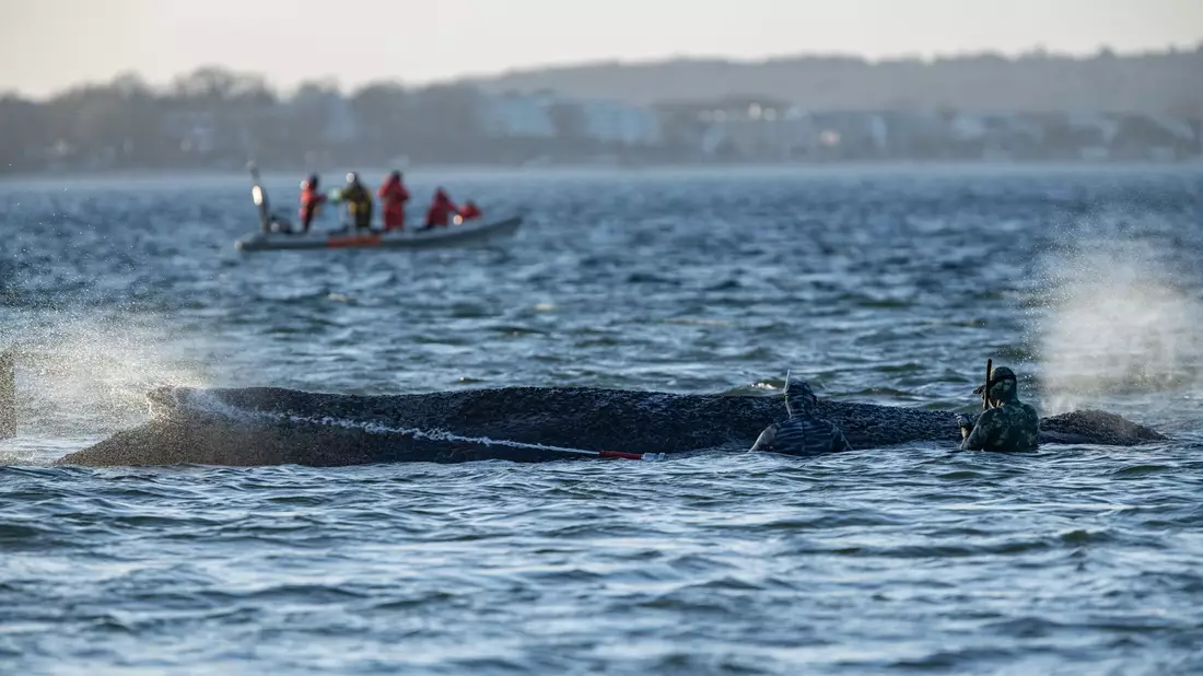 Der Buckelwal war am Montag auf der Sandbank entdeckt worden. - Bild: Ulrich Perrey/dpa