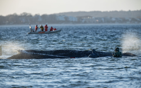 Der Buckelwal war am Montag auf der Sandbank entdeckt worden. - Foto: Ulrich Perrey/dpa