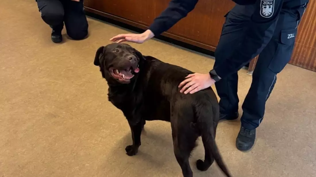 HZA-KR: Vier Pfoten auf Abwegen - wie Labrador Brownie im Zollamt Schwanenhaus alle Herzen eroberte - Bild: presseportal.de