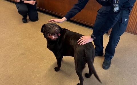 HZA-KR: Vier Pfoten auf Abwegen - wie Labrador Brownie im Zollamt Schwanenhaus alle Herzen eroberte - Foto: presseportal.de
