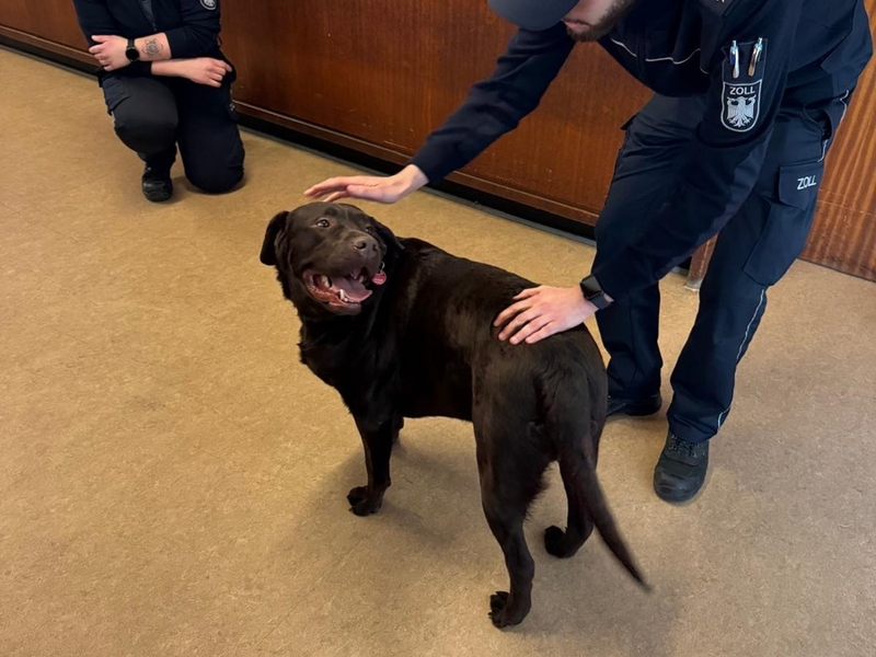 HZA-KR: Vier Pfoten auf Abwegen - wie Labrador Brownie im Zollamt Schwanenhaus alle Herzen eroberte - Foto: presseportal.de