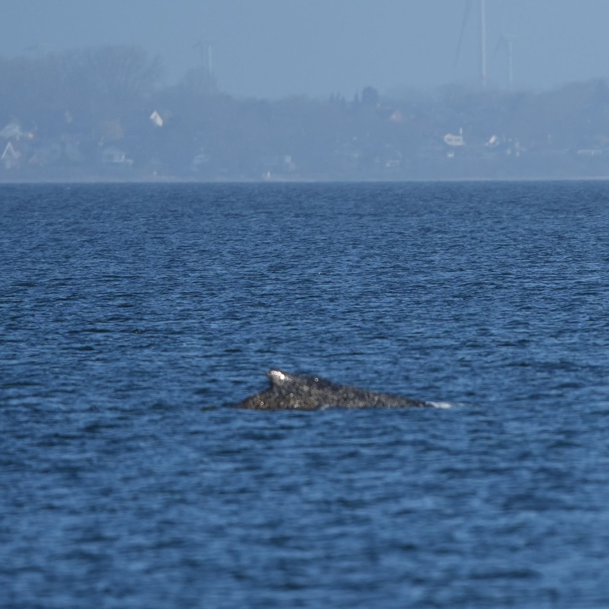 Nun muss der Wal den Weg in die Nordsee finden. - Foto: Marcus Brandt/dpa