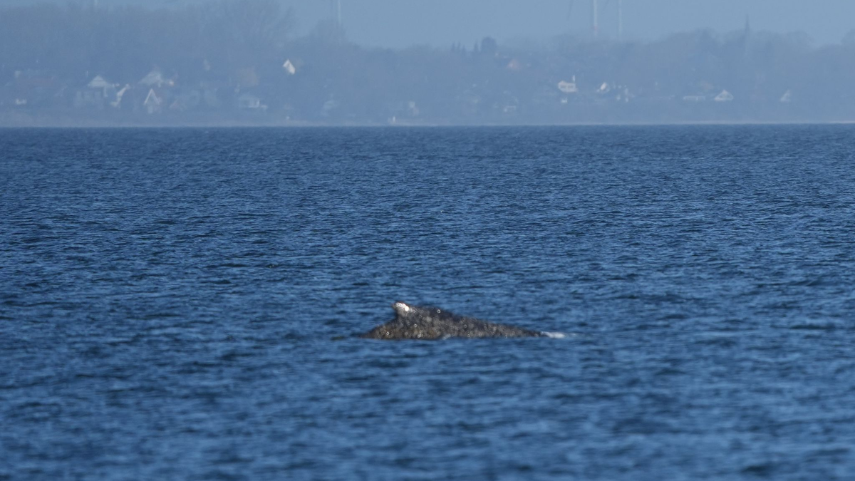 Der Wal, der vor Timmendorfer Strand gestrandet war, hat sich offenbar selbst in der Nacht befreit.  - Foto: Marcus Brandt/dpa