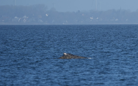 Der Wal, der vor Timmendorfer Strand gestrandet war, hat sich offenbar selbst in der Nacht befreit.  - Foto: Marcus Brandt/dpa