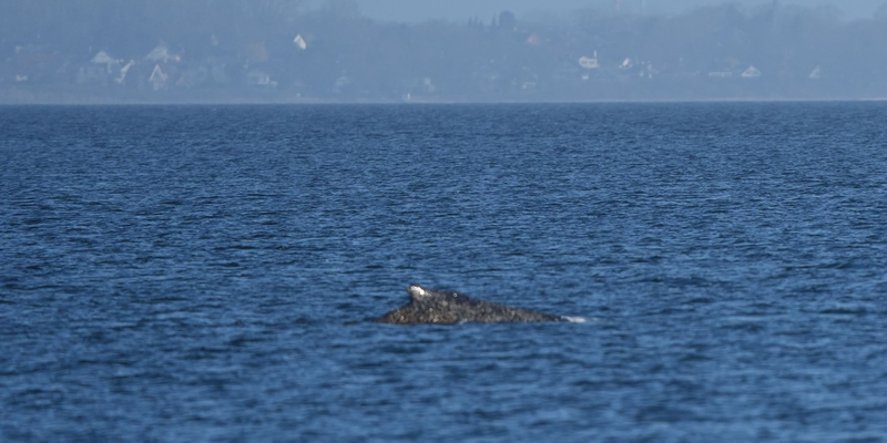 Der Wal, der vor Timmendorfer Strand gestrandet war, hat sich offenbar selbst in der Nacht befreit.  - Foto: Marcus Brandt/dpa