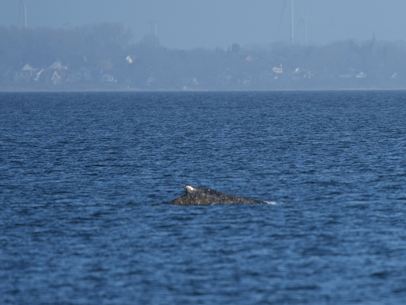 Der Wal, der vor Timmendorfer Strand gestrandet war, hat sich offenbar selbst in der Nacht befreit.  - Foto: Marcus Brandt/dpa