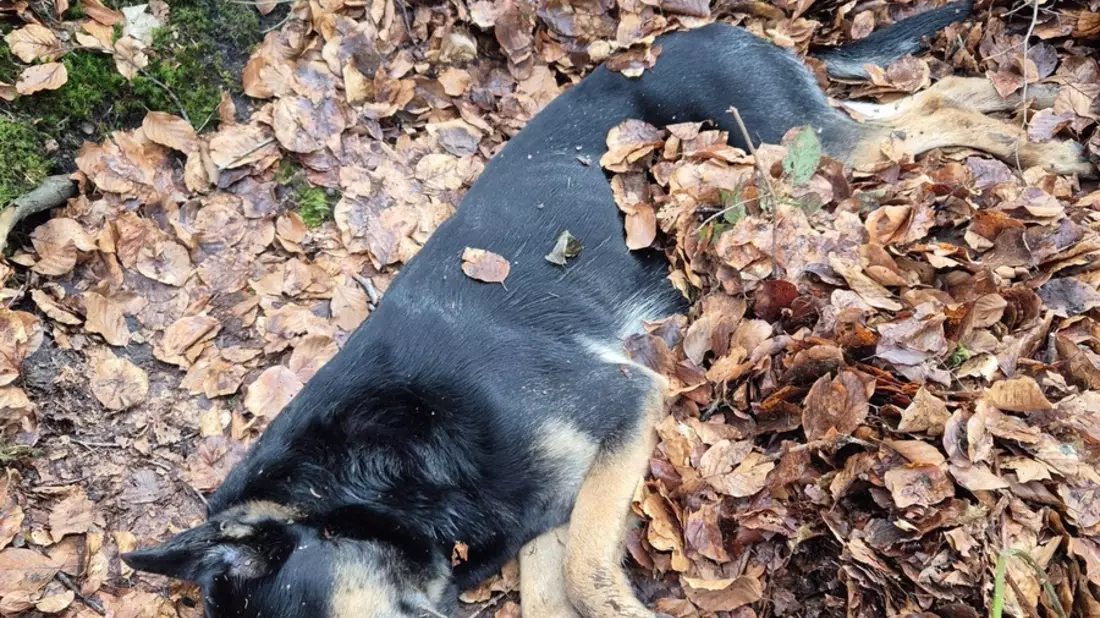 POL-FL: Karlum: Polizei sucht Zeugen - stark geschwächter, hilfloser Hund im Karlumer Forst aufgefunden - Bild: presseportal.de