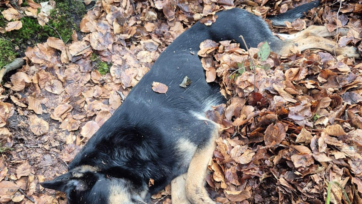 POL-FL: Karlum: Polizei sucht Zeugen - stark geschwächter, hilfloser Hund im Karlumer Forst aufgefunden - Foto: presseportal.de