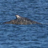 Nach tagelangen Rettungsversuchen ist der Buckelwal wieder frei. - Foto: Marcus Brandt/dpa