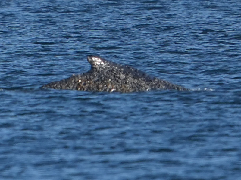 Nach tagelangen Rettungsversuchen ist der Buckelwal wieder frei. - Foto: Marcus Brandt/dpa