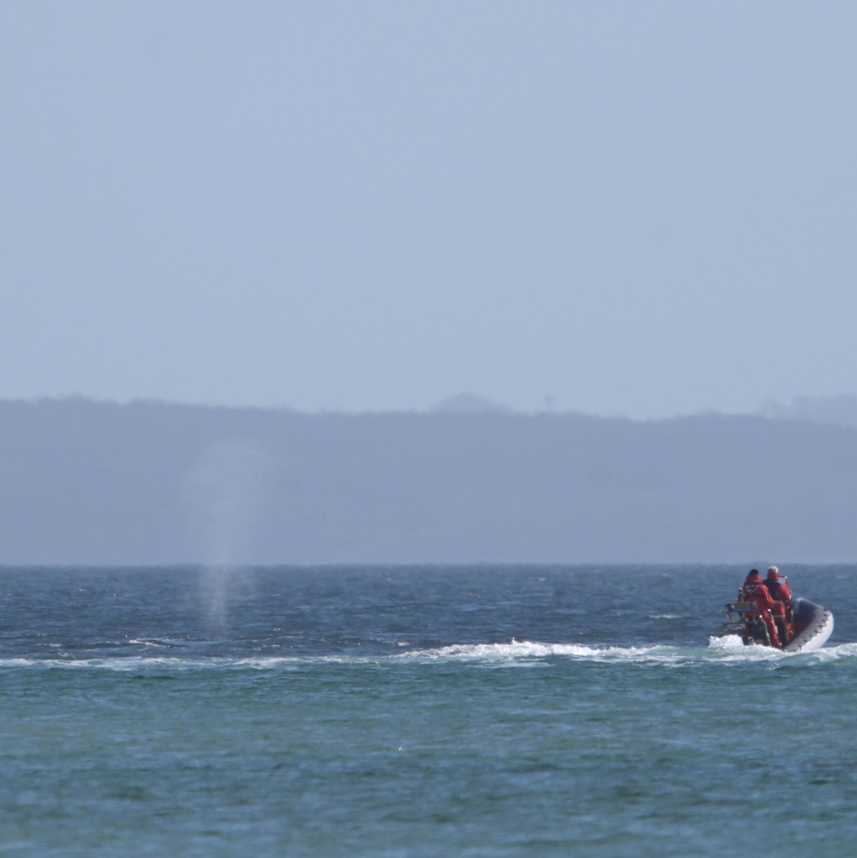 Der vor zeitweise vor Timmendorfer Strand gestrandete Buckelwal sorgte auch davor schon für Schlagzeilen. - Foto: Marcus Brandt/dpa