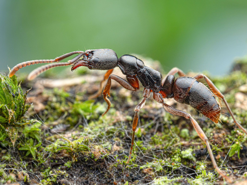 Die Insekten werden von der Europäischen Union als besonders problematisch eingestuft.(Handout) - Foto: Aron Bellersheim/Senckenberg Gesellschaft/dpa