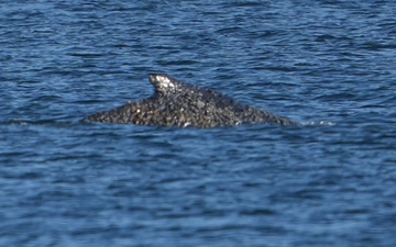 Der Buckelwal konnte sich befreien und schwimmt nun in der Lübecker Bucht. - Foto: Marcus Brandt/dpa