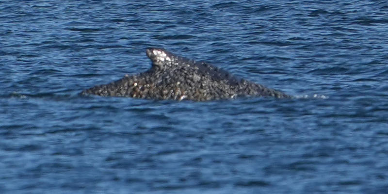Der Buckelwal konnte sich befreien und schwimmt nun in der Lübecker Bucht. - Foto: Marcus Brandt/dpa