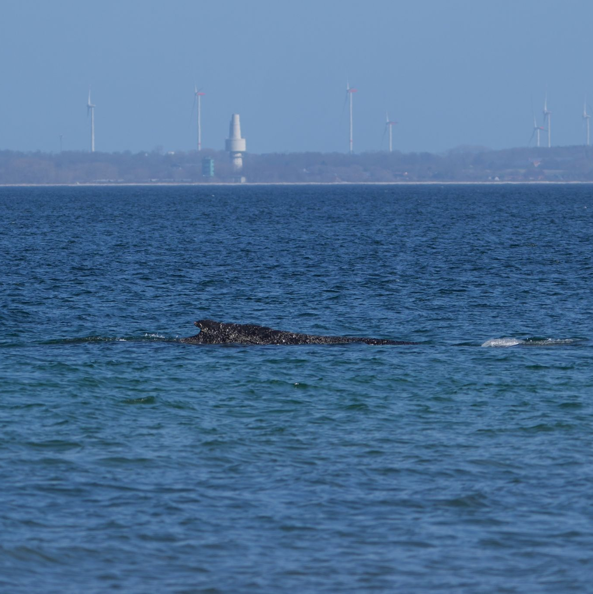 Nun muss der Wal den Weg in die Nordsee finden. - Foto: Marcus Brandt/dpa