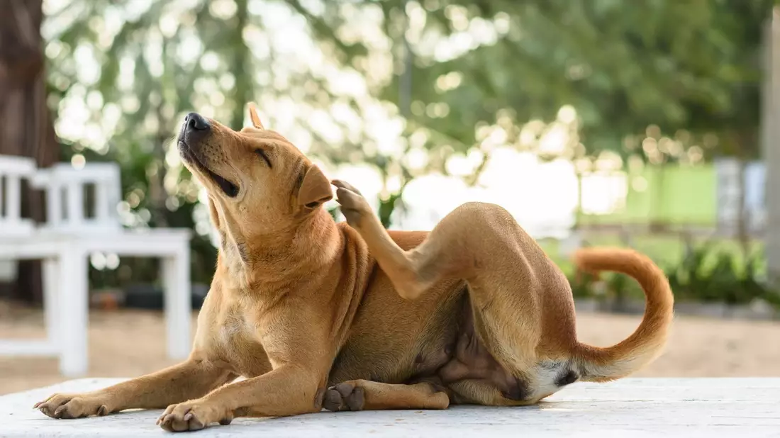 Frühjahrszeit ist Allergiezeit - Wenn Hunde unter Juckreiz leiden - Bild: presseportal.de