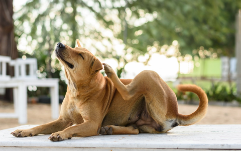 Frühjahrszeit ist Allergiezeit - Wenn Hunde unter Juckreiz leiden - Foto: presseportal.de