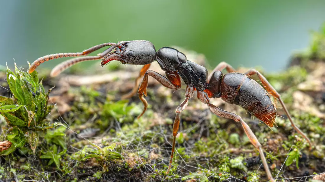 Die Insekten werden von der Europäischen Union als besonders problematisch eingestuft.(Handout) - Bild: Aron Bellersheim/Senckenberg Gesellschaft/dpa