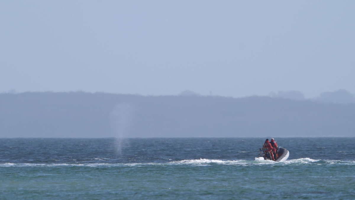 Experten beobachten den Wal von einem Schlauchboot aus. - Foto: Marcus Brandt/dpa